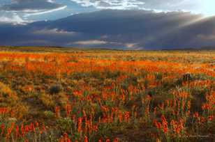 Wildflowers of New Mexico-0752.jpg